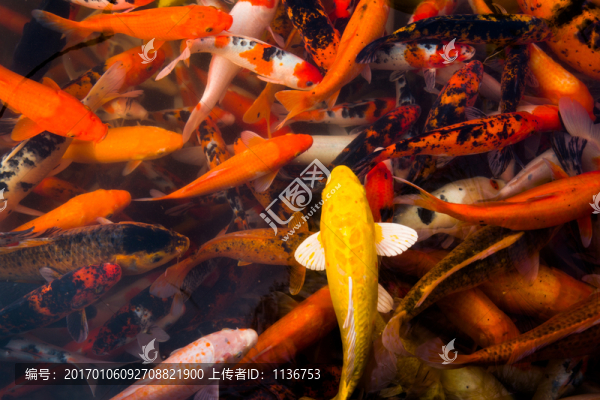 錦鯉