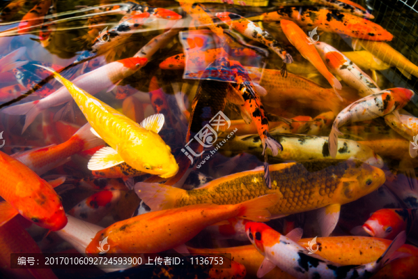 錦鯉