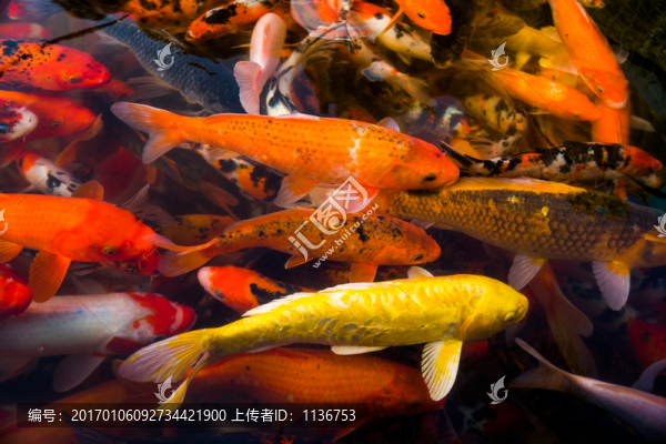 錦鯉