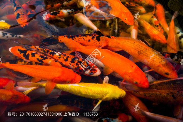 錦鯉