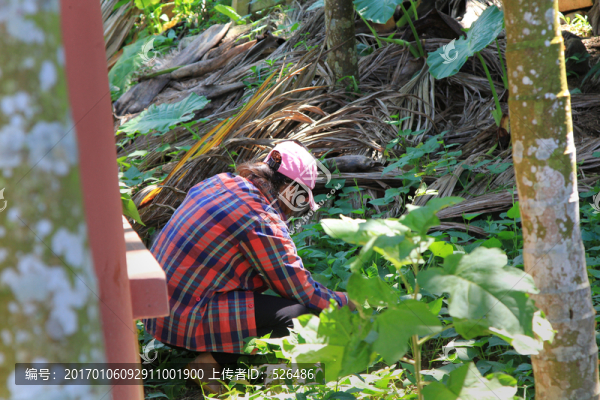 摘菜