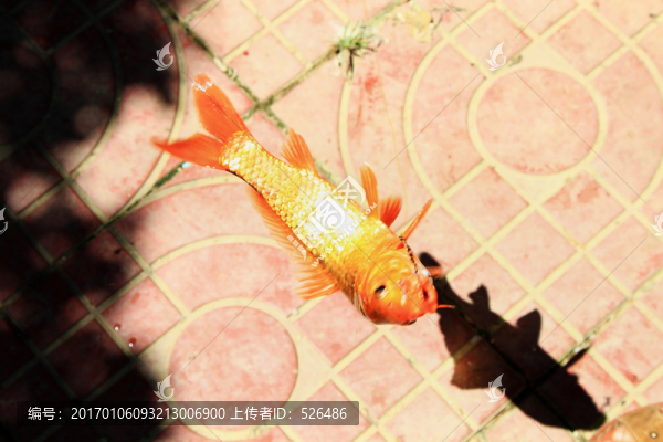 釣魚