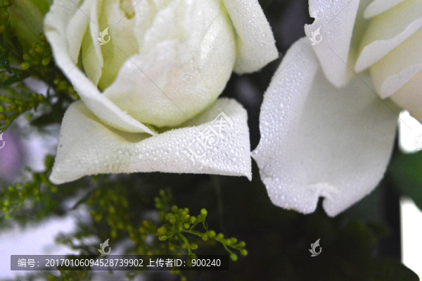 白色玫瑰花