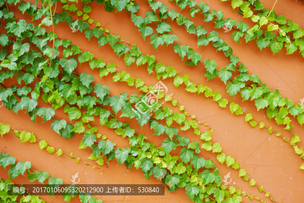 爬墻虎背景墻