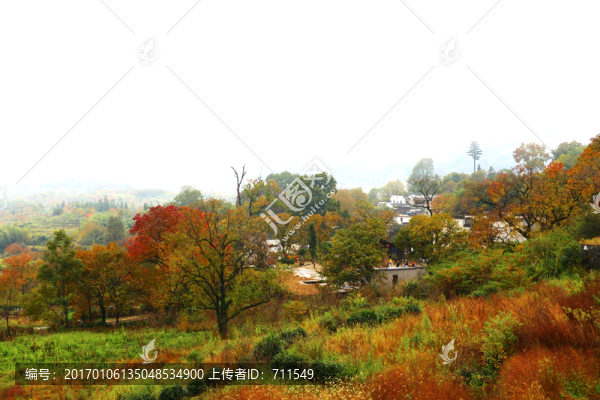田野秋色