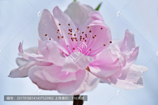 碧桃