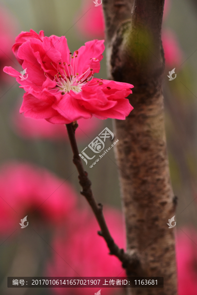 碧桃