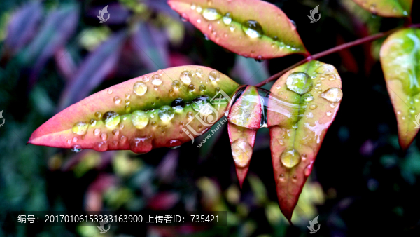 葉子上的水珠