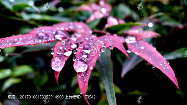 葉子上的水珠