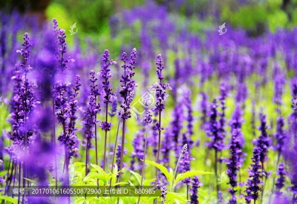 校園里的紫色花海