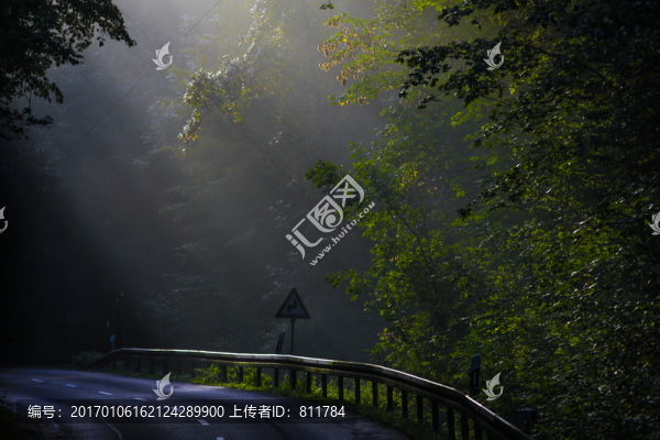 清晨公路樹林