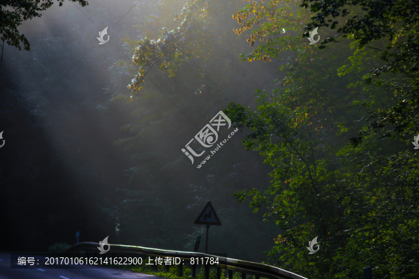 清晨公路樹林