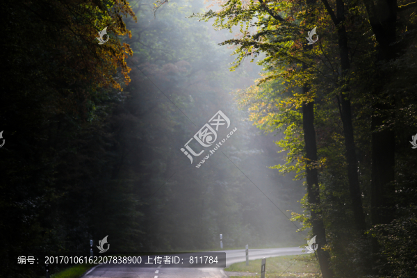 清晨公路樹林