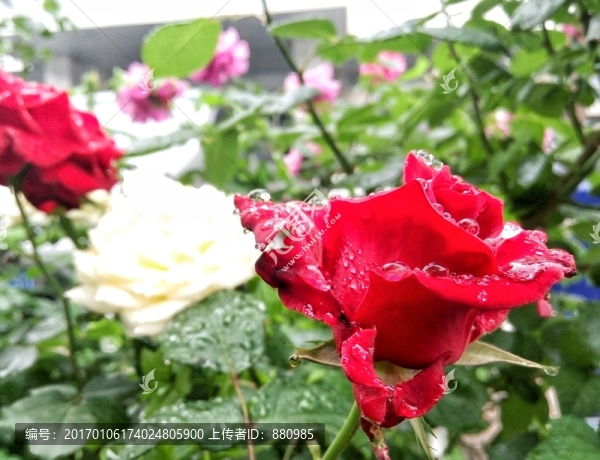 雨中月季花