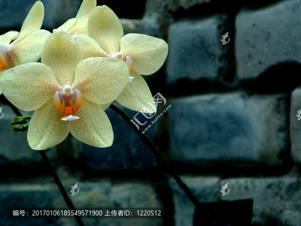 蘭花5