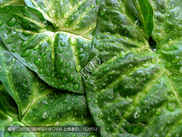 綠葉背景-匯圖網(wǎng) www.fosd68.com 綠葉背景