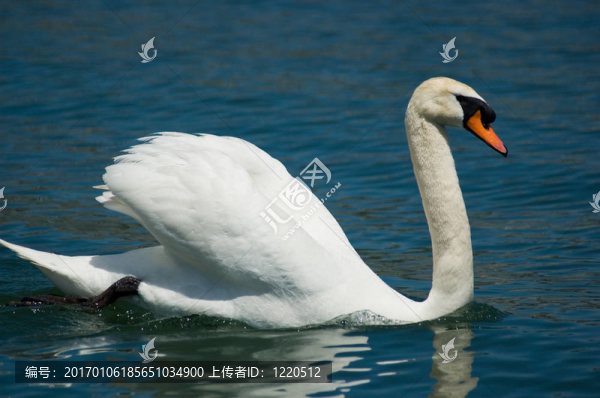 天鵝