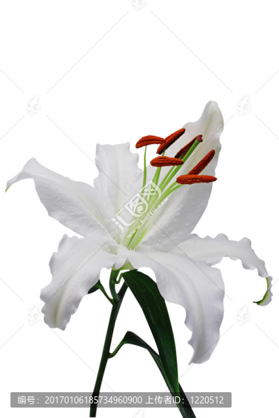 莉莉