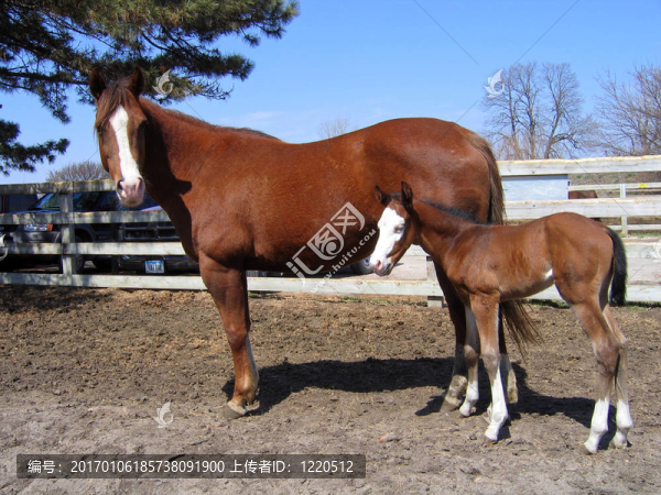 油漆的母馬和小馬駒