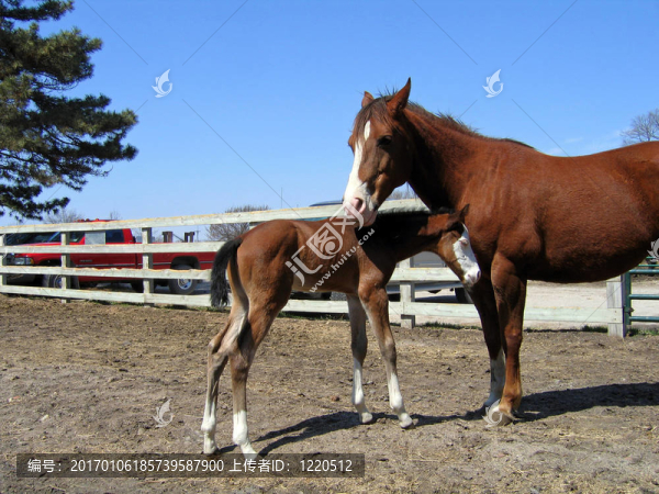 油漆的小馬駒和母馬