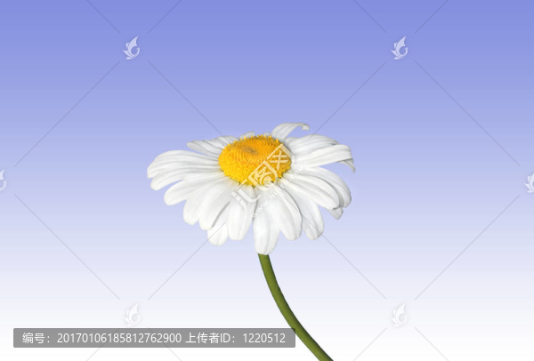 雛菊的美