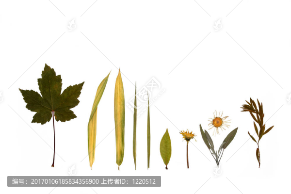 樹(shù)葉；Flowers和秋天的草本植物。