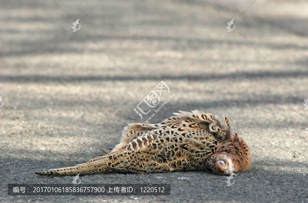 路殺-匯圖網(wǎng) www.fosd68.com 路殺