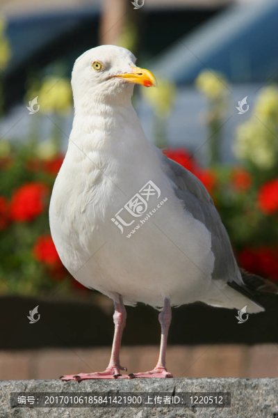 信天翁
