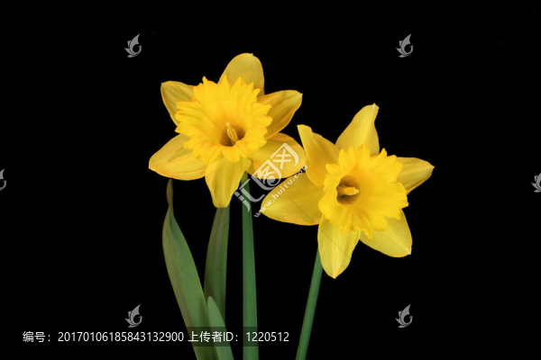 水仙花的美