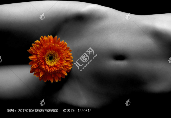 雛菊花2