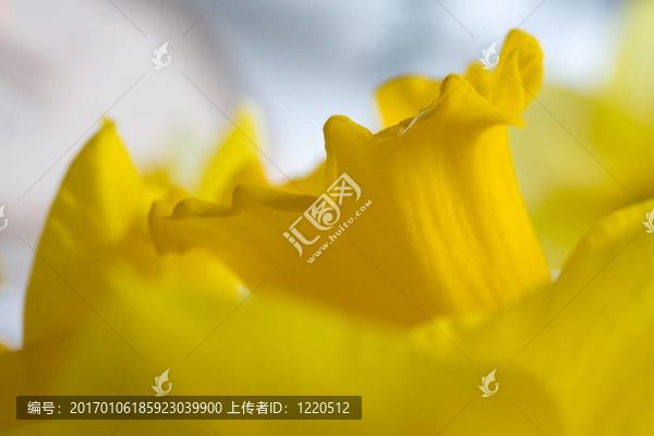 水仙花的宏