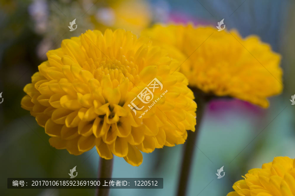 黃色的花宏