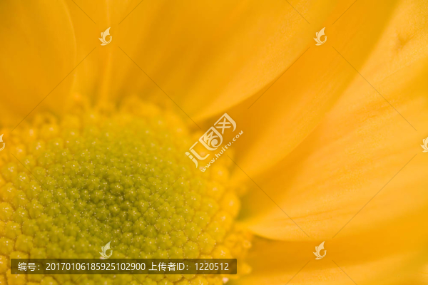 黛西的宏