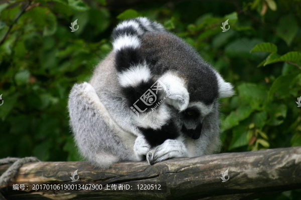 環(huán)尾狐猴