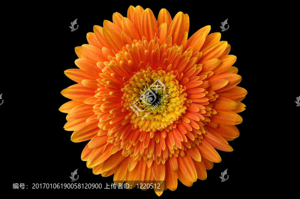 雛菊花1