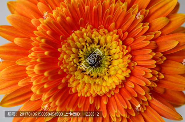 雛菊花2