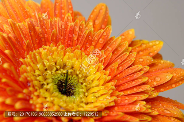 雛菊花3