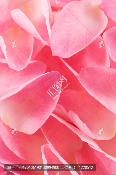 花瓣