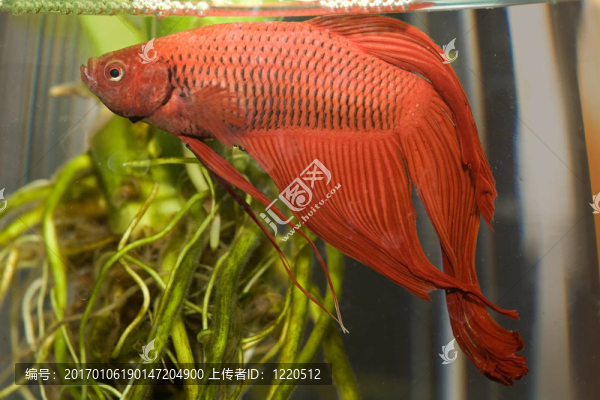 水生活003魚(yú)