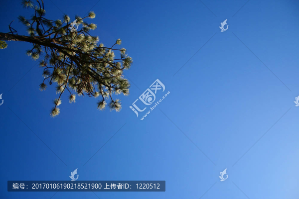 松樹枝和天空