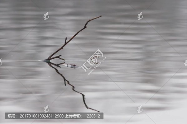 在水里的樹枝