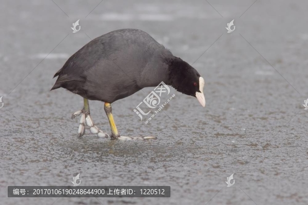 歐亞黑鴨冰2