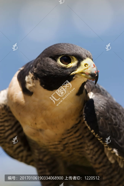 獵鷹特寫