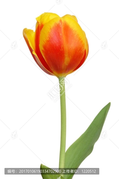 紅色的郁金香-匯圖網(wǎng) www.fosd68.com 紅色的郁金香