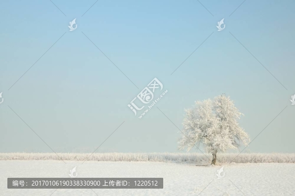 冬天的樹