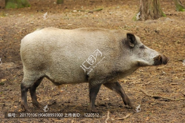 野豬