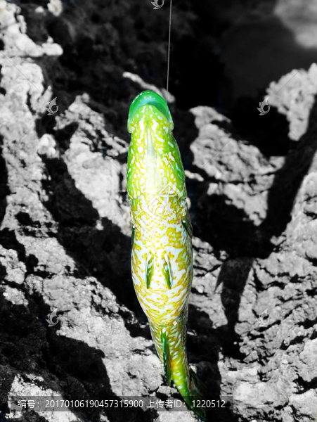 瀨魚
