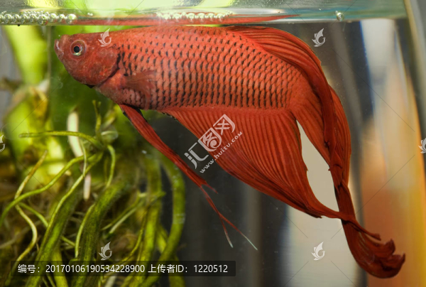 水生活004魚