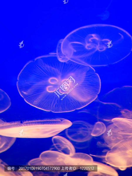 水母發(fā)光