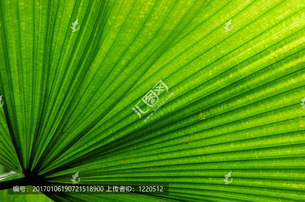 扇形棕櫚葉